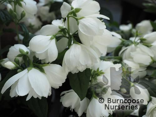 PHILADELPHUS 'Snowbelle'  