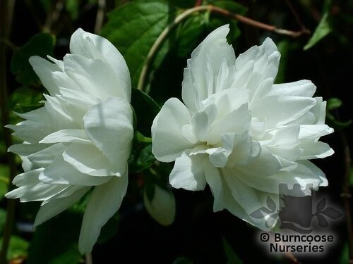 PHILADELPHUS 'Snowstorm'  