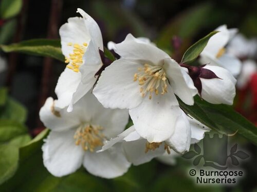 PHILADELPHUS 'Starbright'  