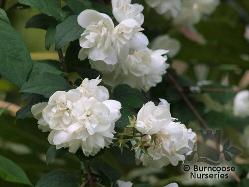 PHILADELPHUS 'Virginal'  