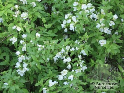PHILADELPHUS 'Manteau d'Hermine'  