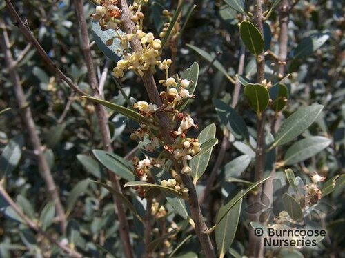 PHILLYREA latifolia  