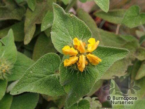 PHLOMIS bourgaei  