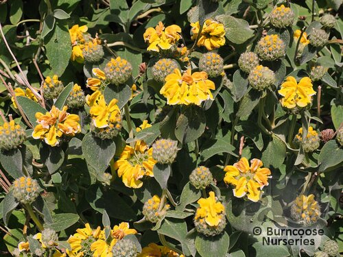 PHLOMIS fruticosa  
