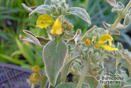 PHLOMIS grandiflora 'Lloyd's Silver' 