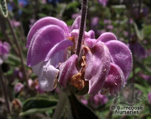 PHLOMIS purpurea  