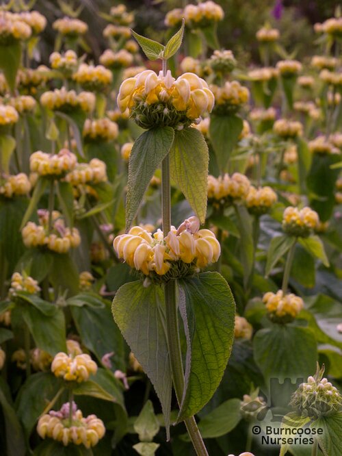 PHLOMIS russeliana  