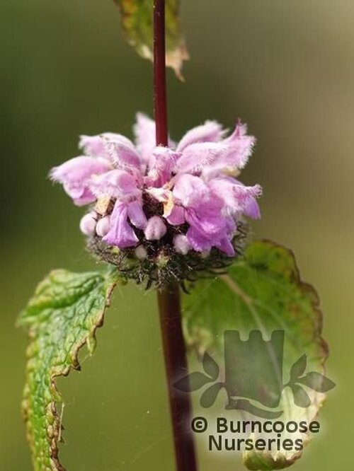 PHLOMIS tuberosa  