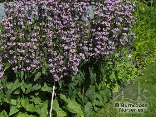 PHLOMIS   