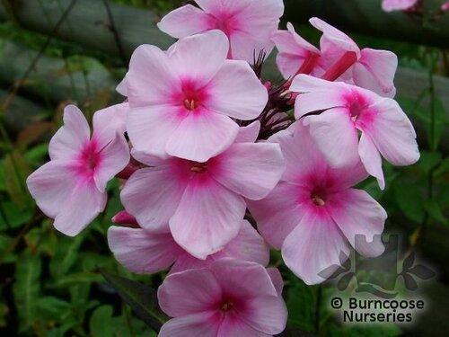 PHLOX paniculata 'Bright Eyes' 