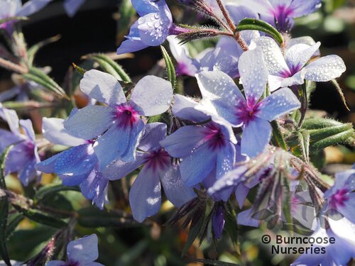PHLOX divaricata 'Chattahoochee' 