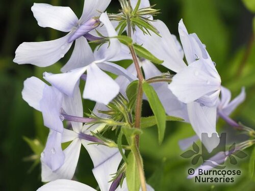 PHLOX divaricata 'Clouds of Perfume' 