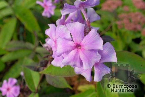 PHLOX paniculata 'Blue Paradise' 