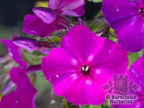 PHLOX paniculata 'Border Gem' 