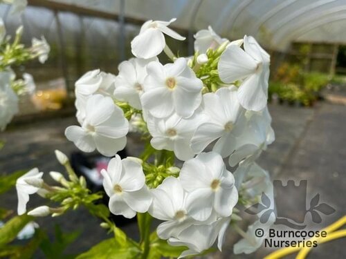 PHLOX paniculata 'David' 