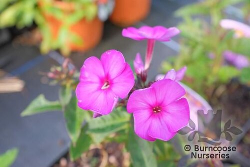 PHLOX paniculata 'Laura' 