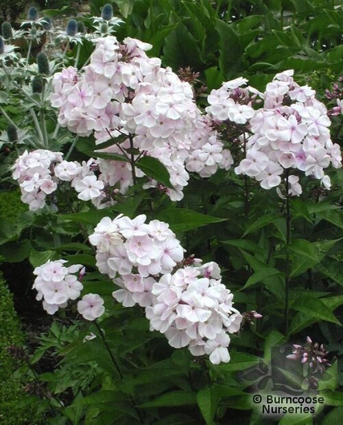 PHLOX paniculata 'Monica Lynden-Bell' 