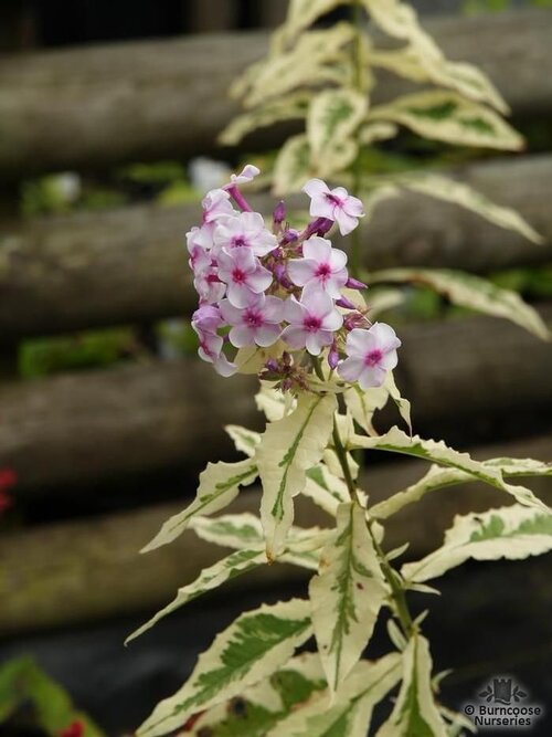 PHLOX paniculata 'Nora Leigh' 