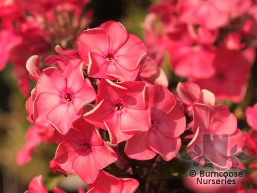 PHLOX paniculata 'Orange Perfection' 