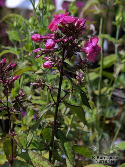 PHLOX paniculata 'Rijnstroom' 