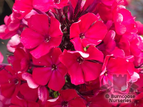 PHLOX paniculata 'Starfire' 