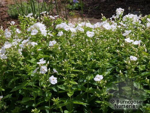 PHLOX   