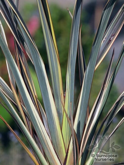 PHORMIUM 'Alison Blackman'  