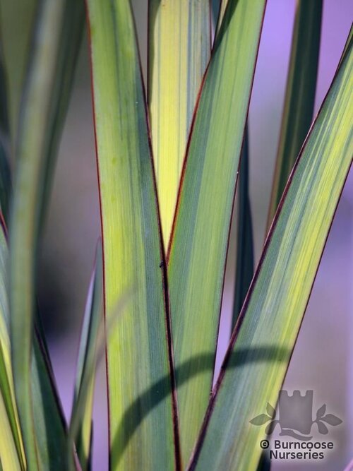 PHORMIUM 'Apricot Queen'  