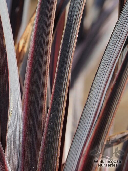 PHORMIUM 'Back in Black'  