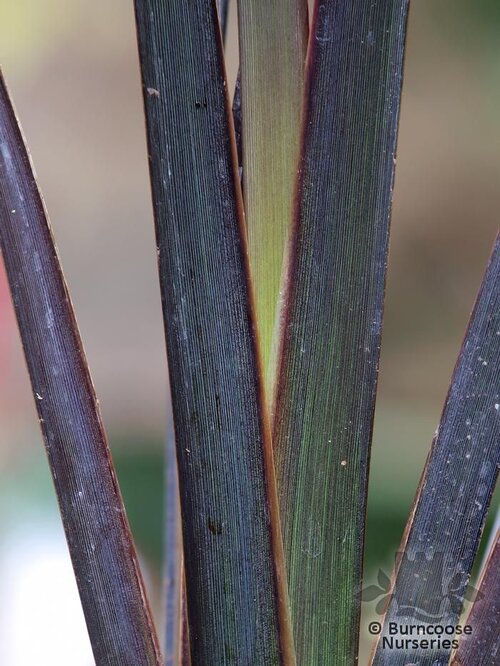 PHORMIUM 'Black Adder'  