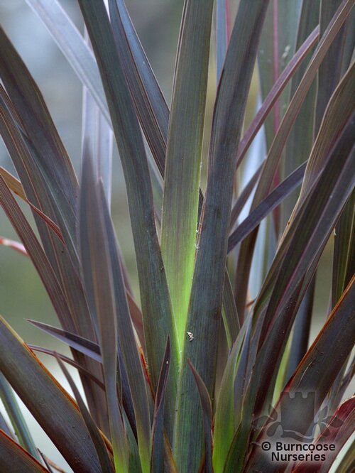 PHORMIUM   