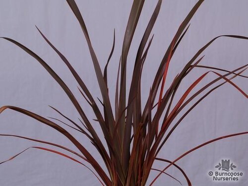 PHORMIUM 'Bronze Baby'  