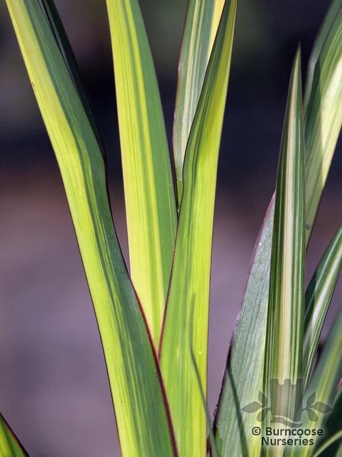 PHORMIUM 'Cream Delight'  