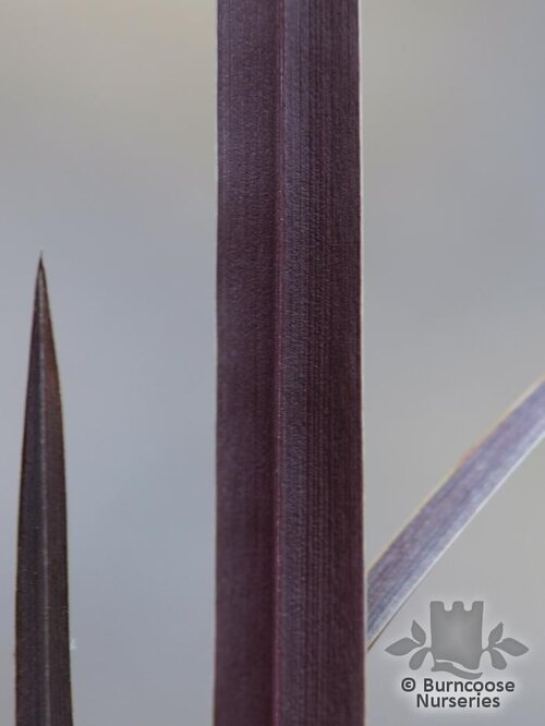 PHORMIUM 'Dark Delight'  