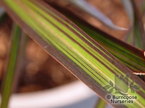 PHORMIUM 'Envy'  
