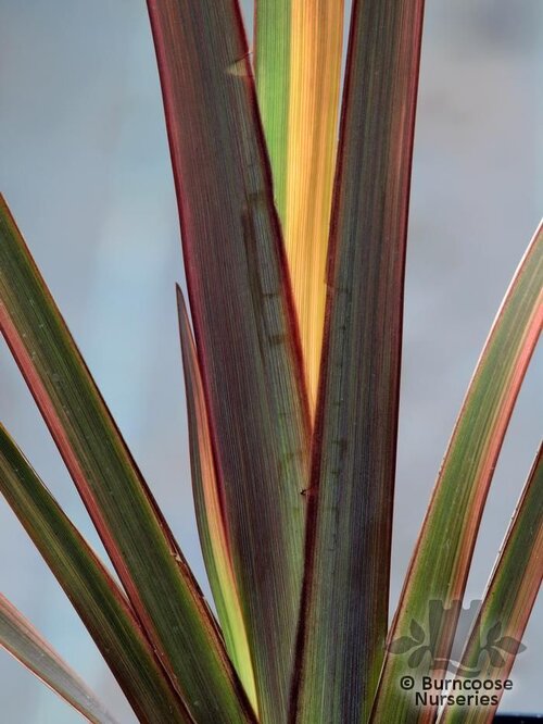 PHORMIUM 'Evening Glow'  