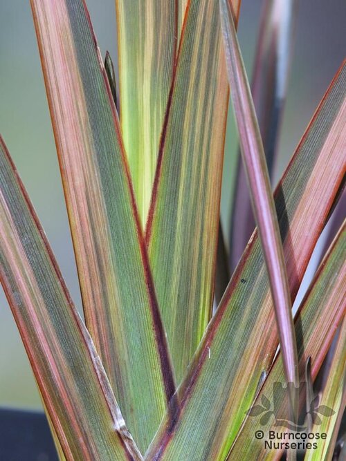 PHORMIUM 'Flamingo'  