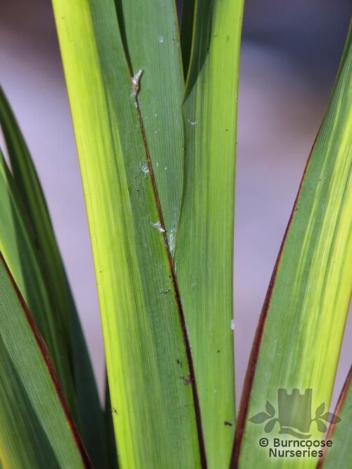PHORMIUM 'Gold Sword'  