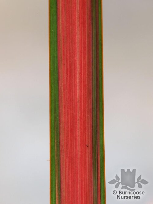 PHORMIUM 'Jester'  