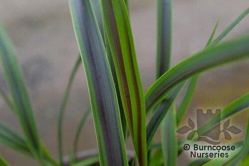 PHORMIUM 'Licorice and Lime'  