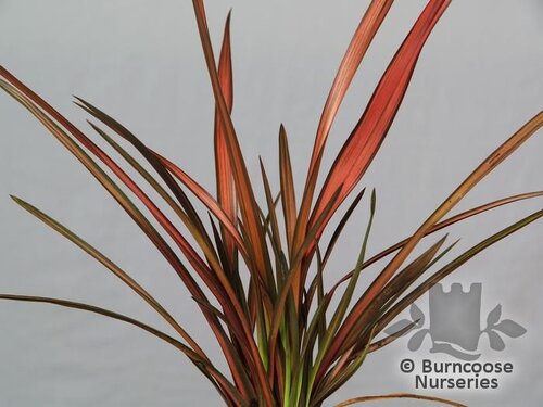 PHORMIUM 'Rainbow Maiden'  