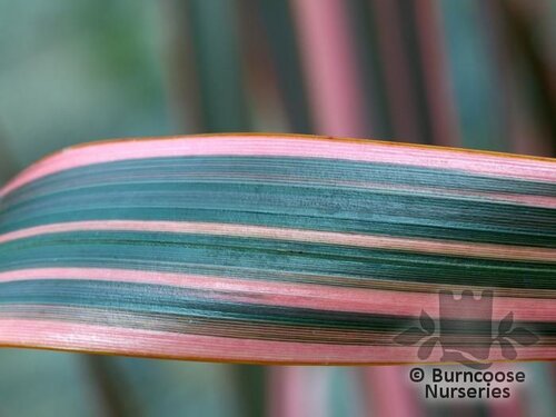 PHORMIUM 'Rainbow Queen'  