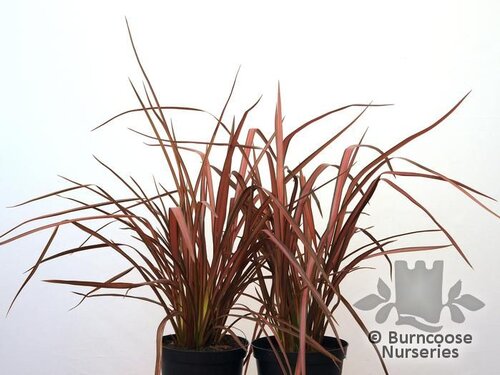 PHORMIUM 'Pink Panther'  