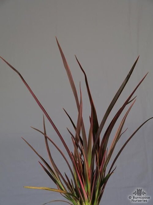 PHORMIUM 'Sundowner'  