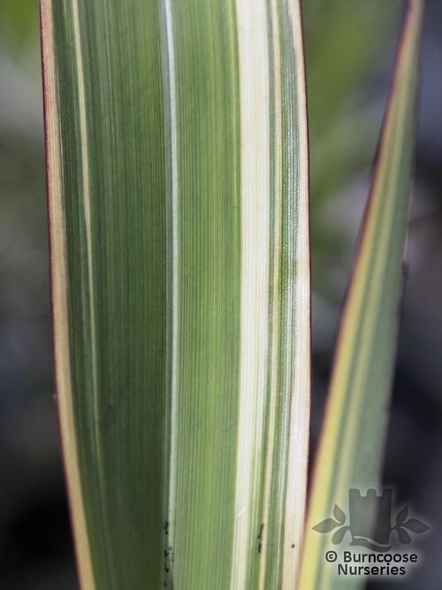 PHORMIUM Tricolor'  