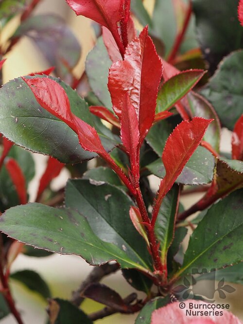 Photinia x Fraseri Atrop. 'Nana'