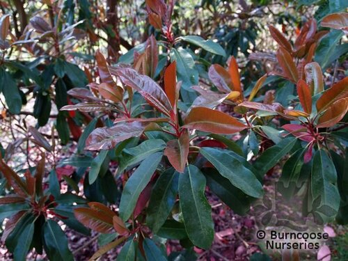 PHOTINIA serratifolia  