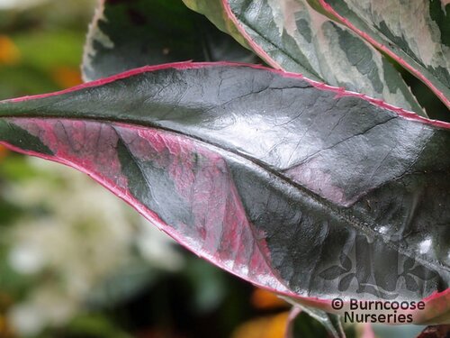 monstera x Buy Monstera Deli x Borsi Mint NOID