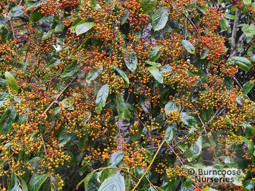 PHOTINIA beauverdiana var notabilis 