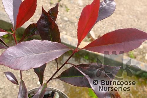 PHOTINIA 'Blackberry Gem'  